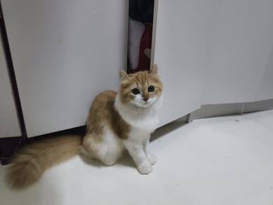 Kucing Comel Jantan
