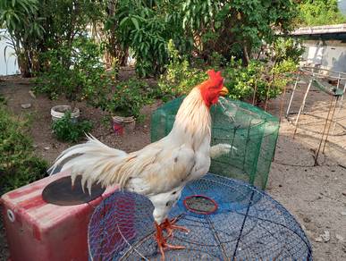 Ayam baka hujung 