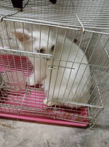 kucing putih remaja