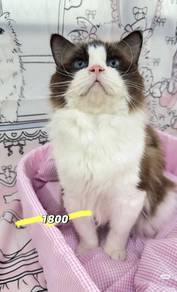 Ragdoll Male （import）