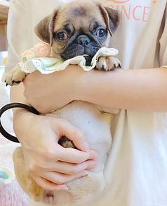 Pug