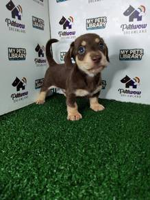 Chocolate and cream miniature dachshund pup