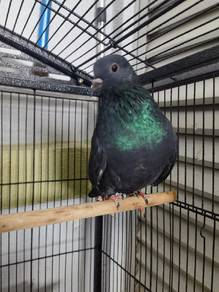 burung merpati 