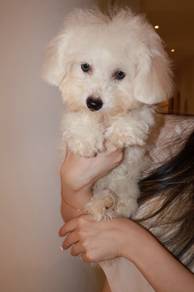 J0841 Bichon Adorable White Puppy