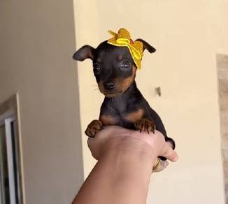 mini pinscher 