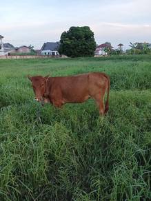 lembu tino bara limozin