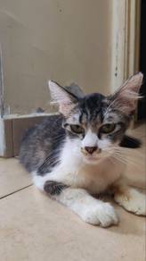 Kucing Comel Domestic Longhair