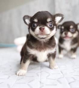 CHIHUAHUA PUPPIES T174🌷 Head Apple Female