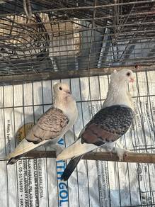 merpati santinet