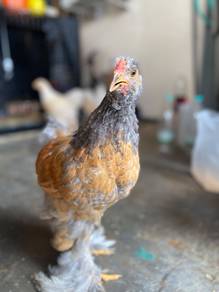 Ayam Brahma Blue Buff