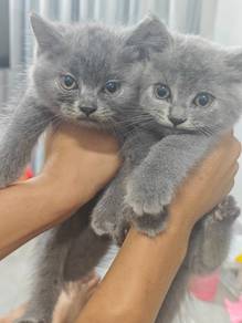 BSH  British Short Hair