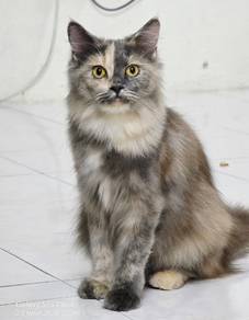 kucing siberian pure breed female