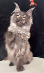 Maincoon