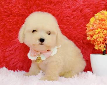 Maltipoo