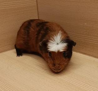 Crested Guinea Pig