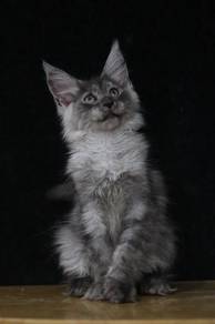 Smoke Mainecoon