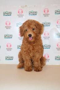 z19 Kawai Poodle Dog