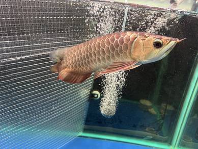 arowana mgbb
