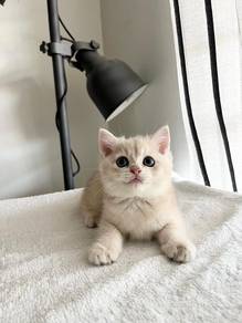 British Shorthair Ashgold
