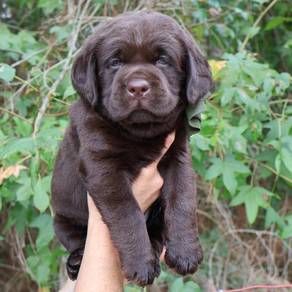 Chocolate color Labrador3