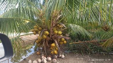 Benih Kelapa SGG Ori CN16, SGG Cross Hijau, Pandan