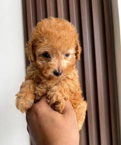 Poodle Puppies For Sale