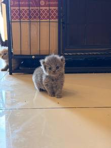 scottish straight kitten