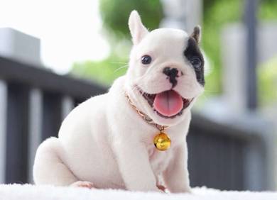FRENCH BULLDOG PUPPIES 🌻VIP37   Panda Boy