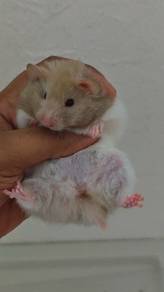 female hamster 