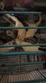 Sugar Glider