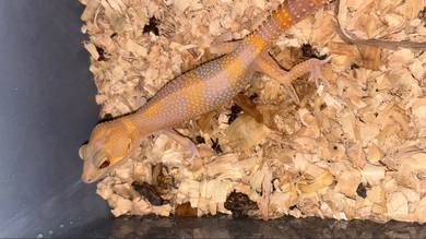 Leopard gecko saiz s