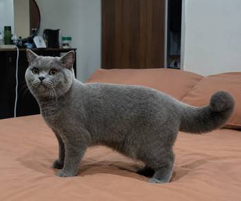 pure BSH