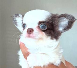apple head Chihuahua 