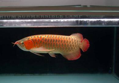 Super red 22 inch -wholesale price