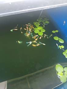 guppy albino skyblue