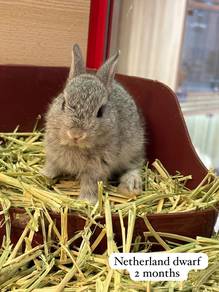 Netherland Dwarf Untuk Dijual !!