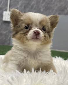 CHIHUAHUA PUPPIES 180🌷Head Apple Cute Dog
