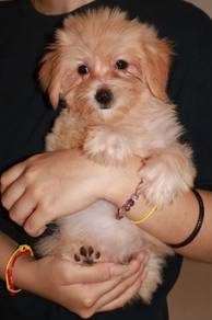 J0781 Silkese Cute Fluffy Teddy Face Small Puppy