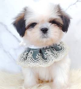 Shih Tzu