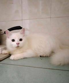 anggora mix parsi