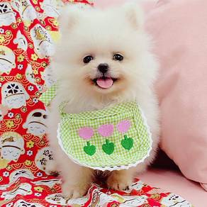 Pomeranian