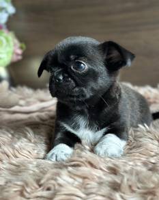 Cute & adorable Chihuahua puppies available!