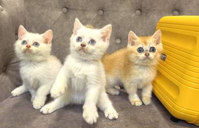 KITTEN BSH Golden 