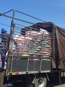 Sekam kuning atau kulit padi 5646