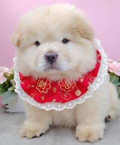 Chow Chow