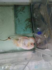 ikan louhan