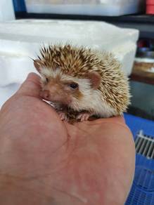 hedgehog landak mini