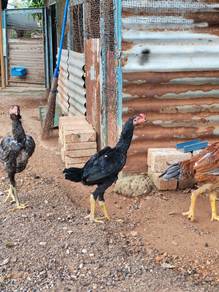 Ayam ganoi cross