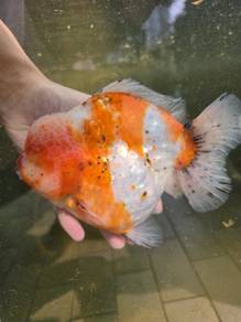 Jumbo Shogun Oranda Goldfish
