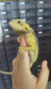 Bearded Dragon 